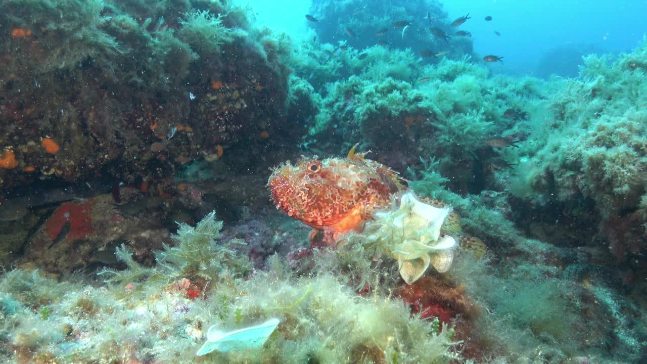 地中海水下-红蝎子鱼视频下载