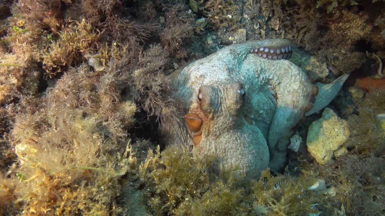 海洋生物——章鱼躲在洞里视频下载