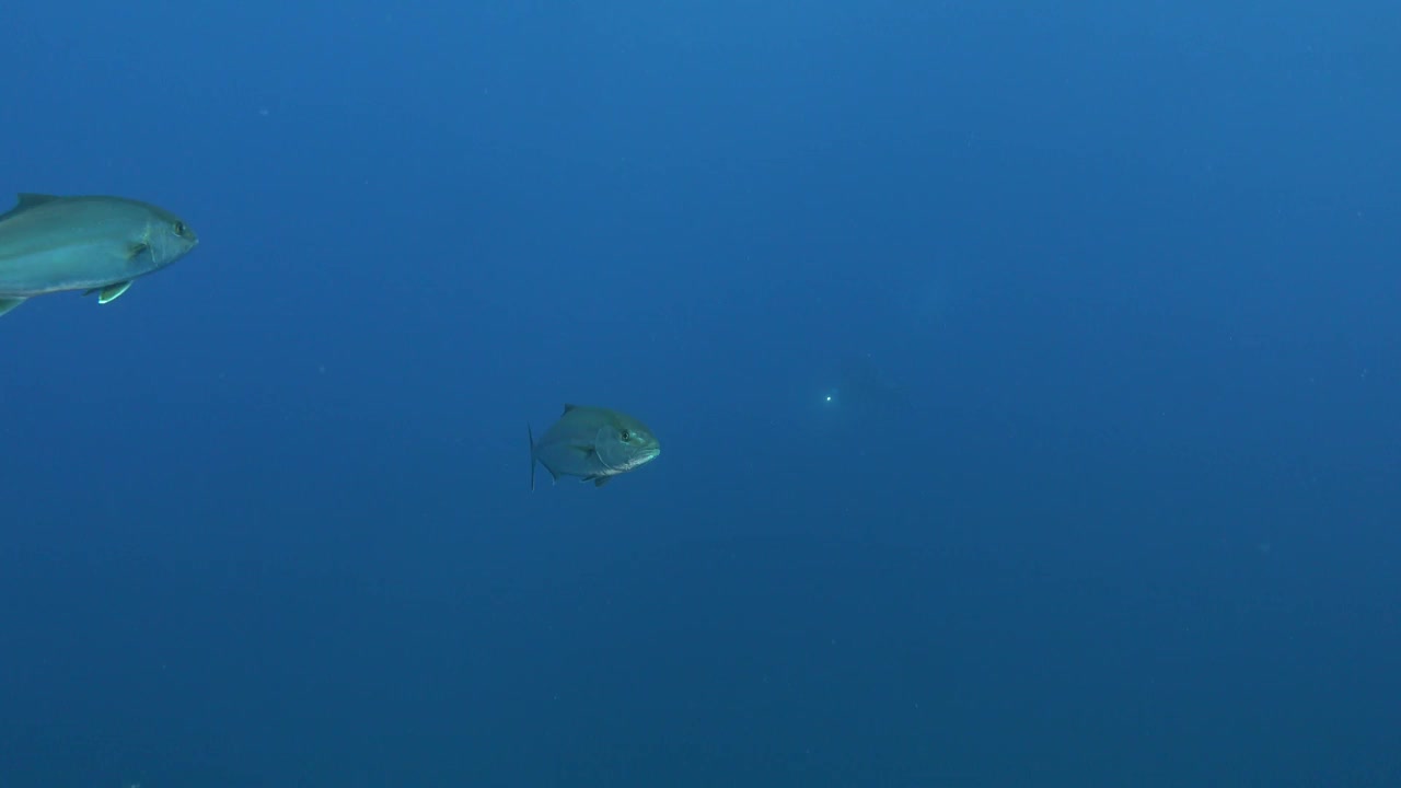 海洋生物——杰克鱼在相机周围游来游去视频下载