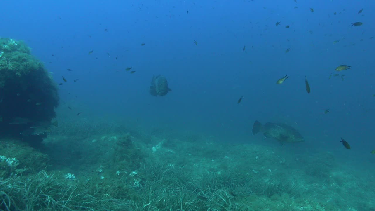 水下生物——蓝色海水中的大石斑鱼鱼群视频下载