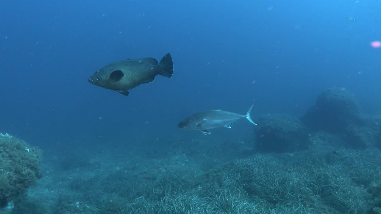 海洋生物——杰克鱼在相机周围游来游去视频下载