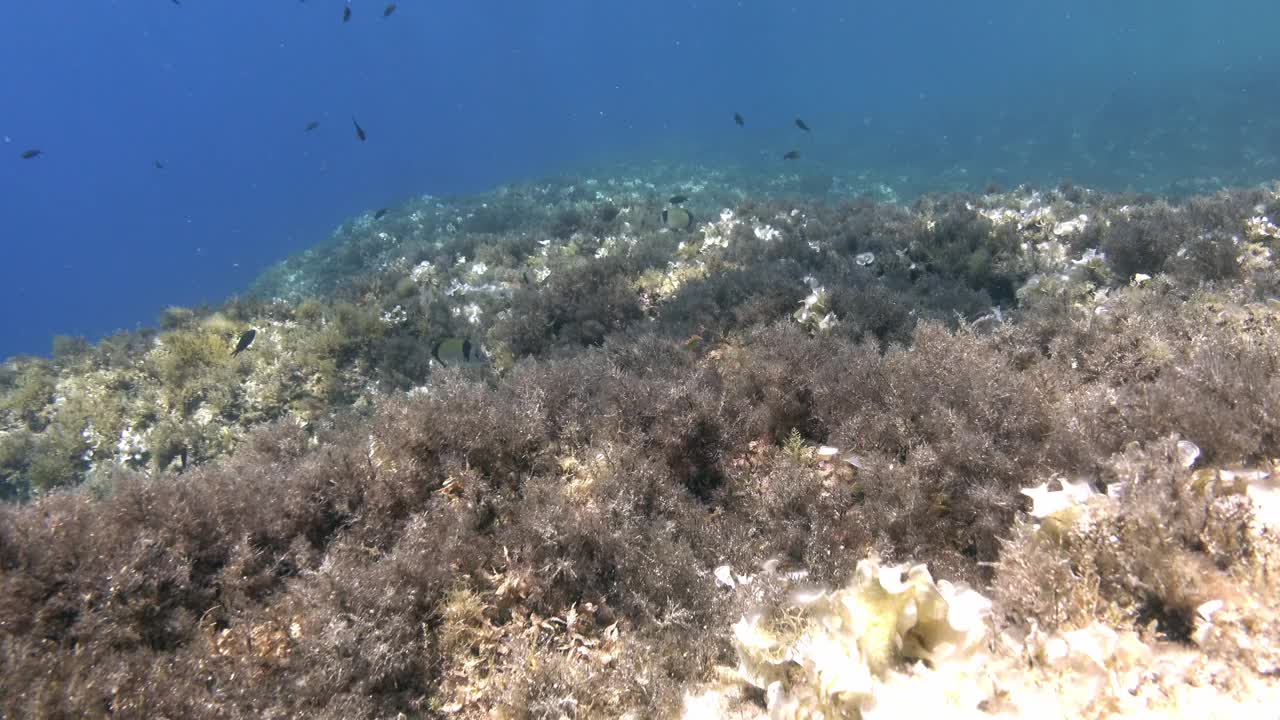 水下景观-地中海珊瑚礁视频下载