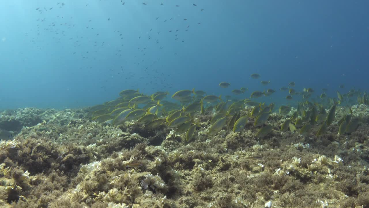 POV -水下场景-地中海暗礁鱼视频下载