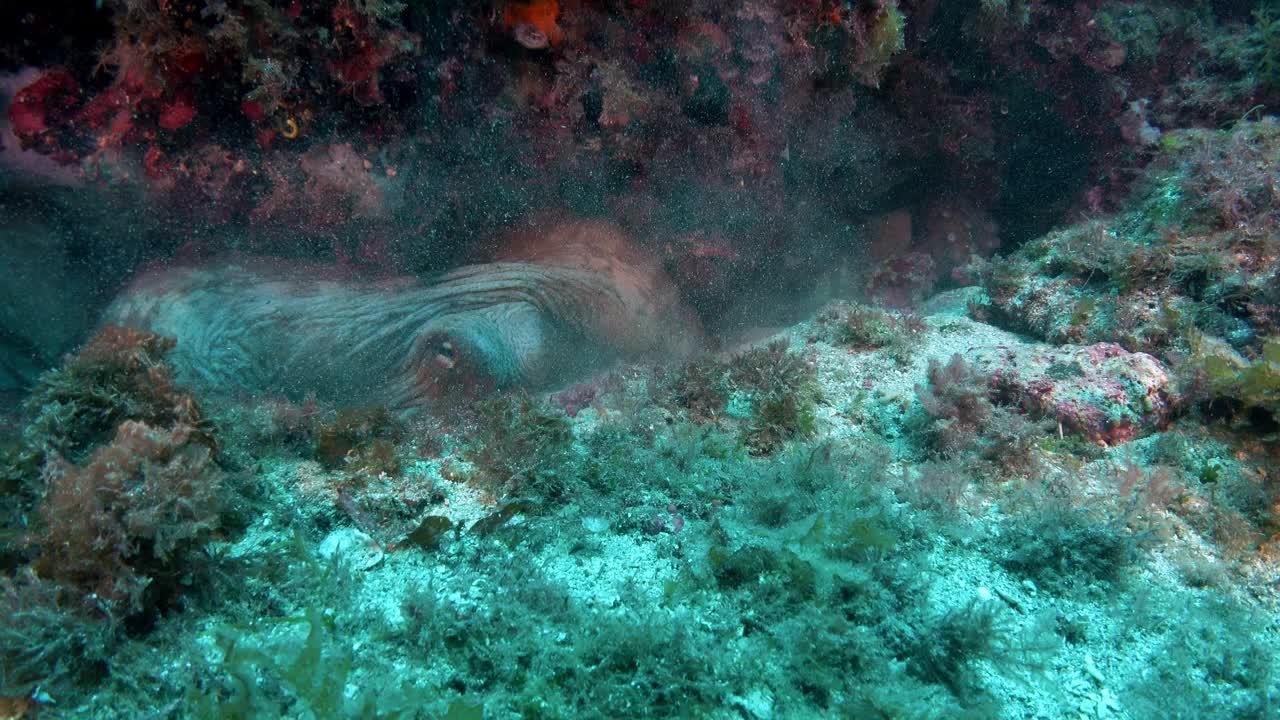 海洋生物——大章鱼从洞里钻出来视频下载