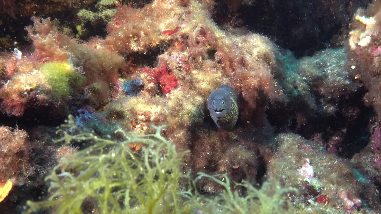 水下野生动物-地中海海鳗视频下载