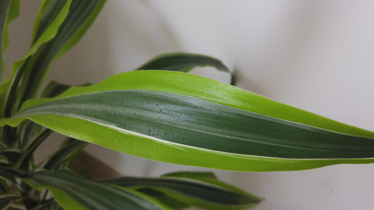 公寓窗户附近的绿色植物叶子特写视频下载