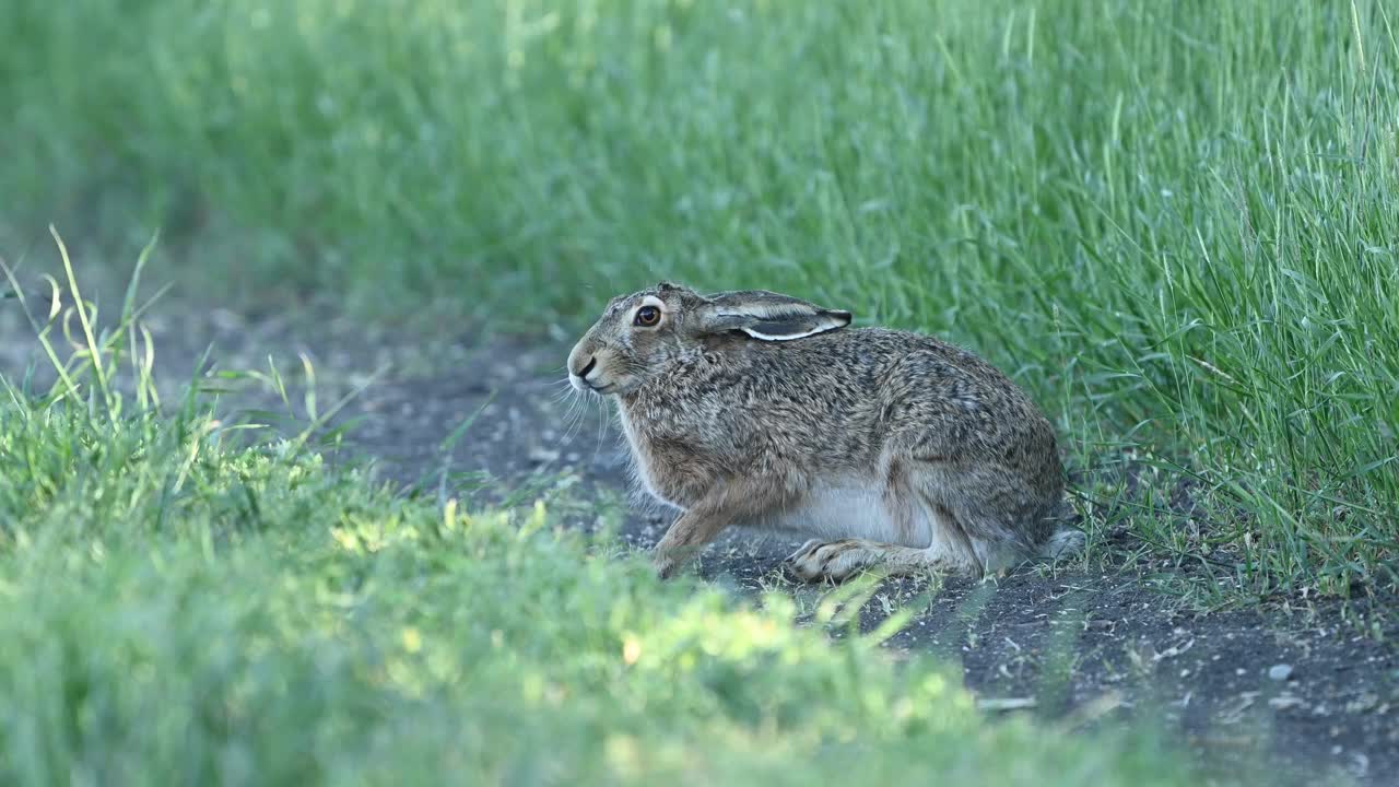 欧洲野兔(Lepus europaeus)，也被称为棕色野兔，正站在一条乡间小路上。棕色蓬松的皮毛，长耳朵，大眼睛视频素材