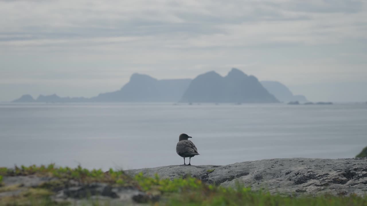 在一个阴天，海鸥栖息在岩石海岸上，背景是雾蒙蒙的山脉视频素材