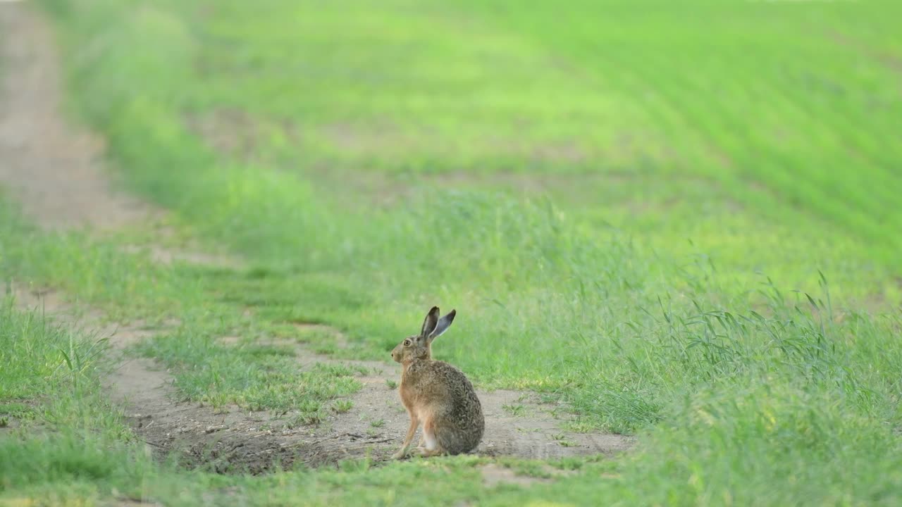 欧洲野兔(Lepus europaeus)，也被称为棕色野兔，正站在一条乡间小路上视频素材