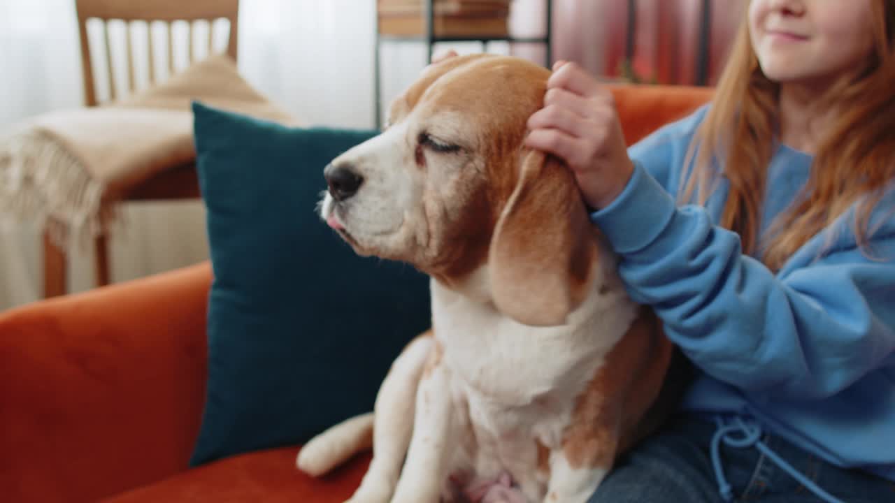 小女孩坐在沙发上抚摸可爱的小猎犬宠物的特写视频素材