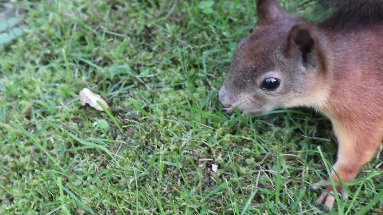 欧亚红松鼠(学名Sciurus vulgaris)在草坪上吃坚果视频下载