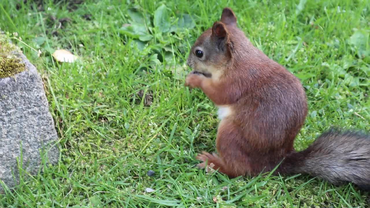 欧亚红松鼠(学名Sciurus vulgaris)在草坪上吃坚果视频下载