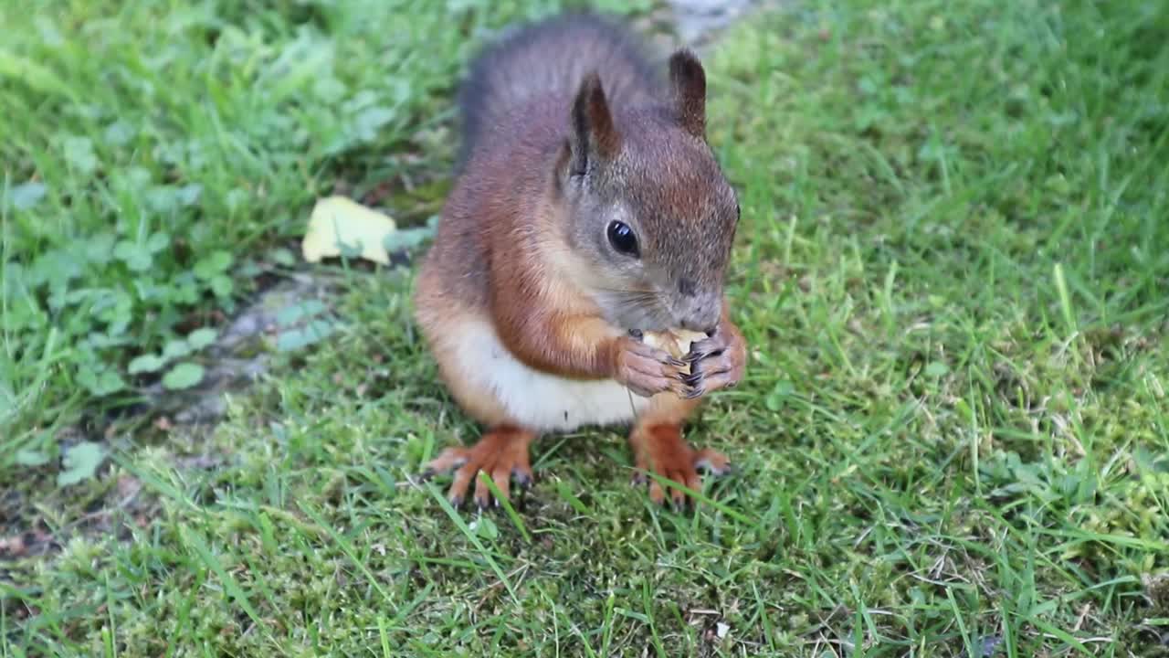 欧亚红松鼠(学名Sciurus vulgaris)在草坪上吃坚果视频下载