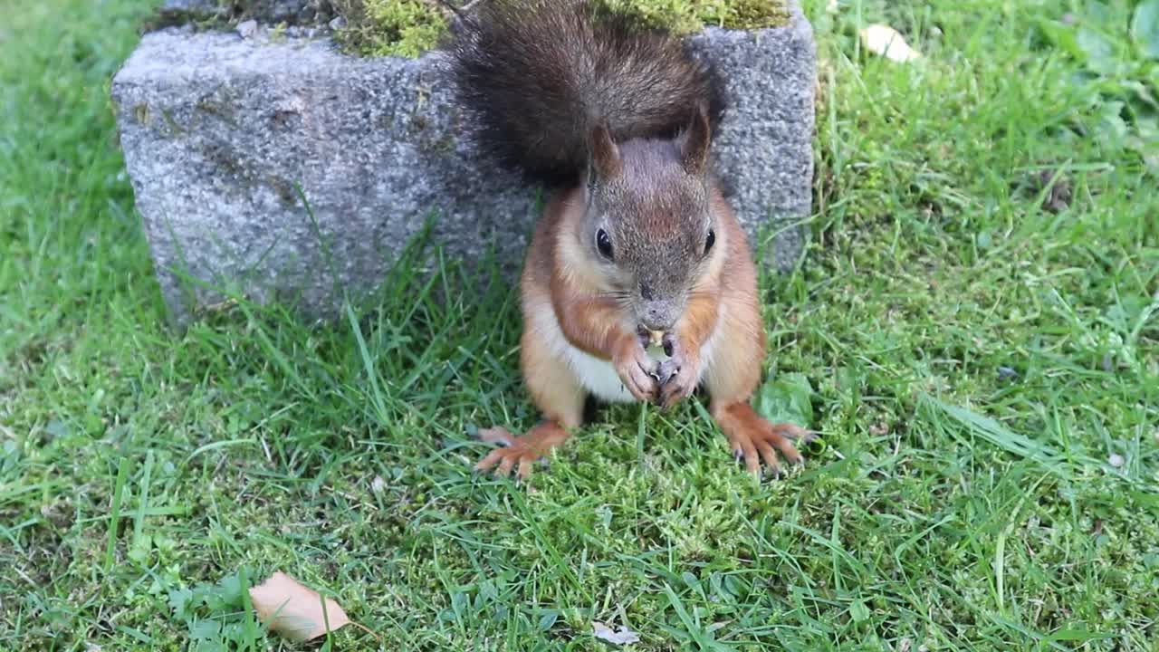 欧亚红松鼠(学名Sciurus vulgaris)在草坪上吃坚果视频下载