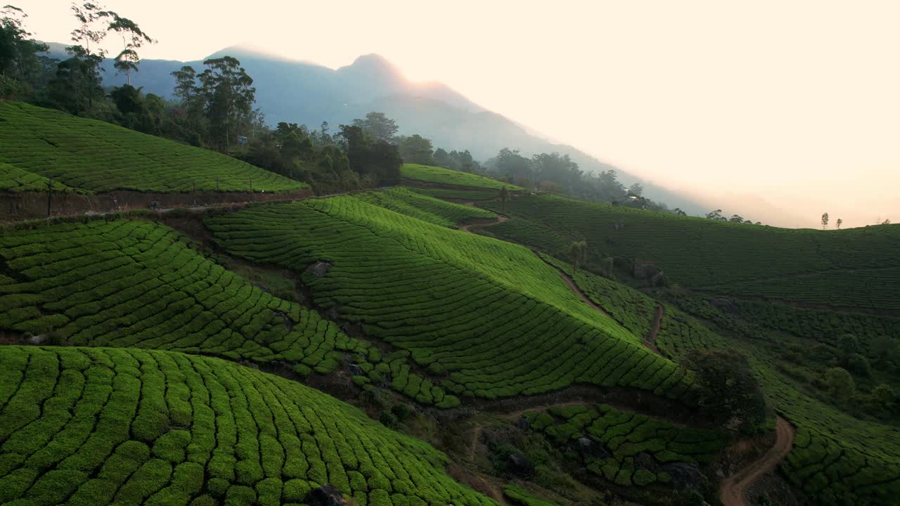 日出时印度穆纳尔山上的茶园鸟瞰图。清晨的绿茶梯田。茶叶种植视频下载