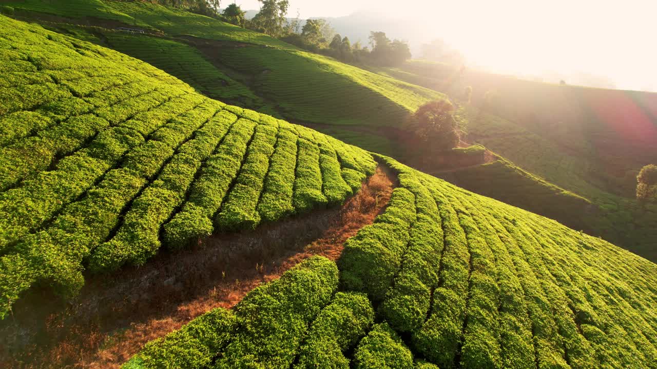 日出时印度穆纳尔山上的茶园鸟瞰图。清晨的绿茶梯田。茶叶种植视频素材