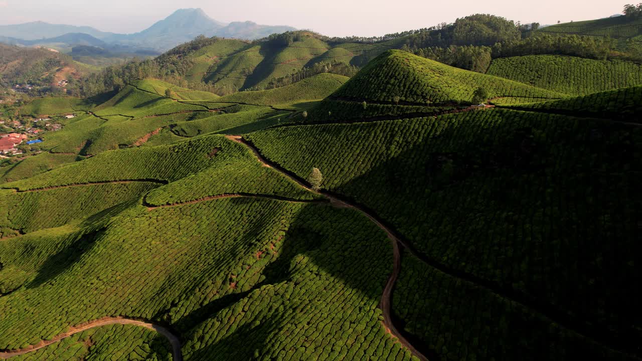 日出时印度穆纳尔山上的茶园鸟瞰图。清晨的绿茶梯田。茶叶种植视频素材