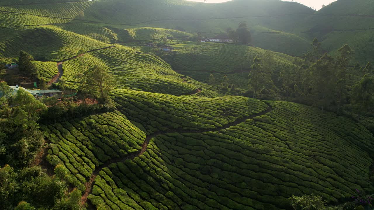 日出时印度穆纳尔山上的茶园鸟瞰图。清晨的绿茶梯田。茶叶种植视频素材