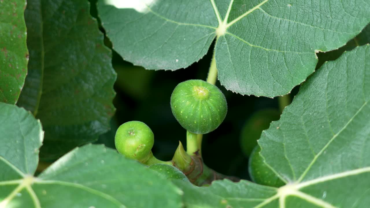 农场果园里生机勃勃的绿色无花果透过树叶向外窥视视频素材