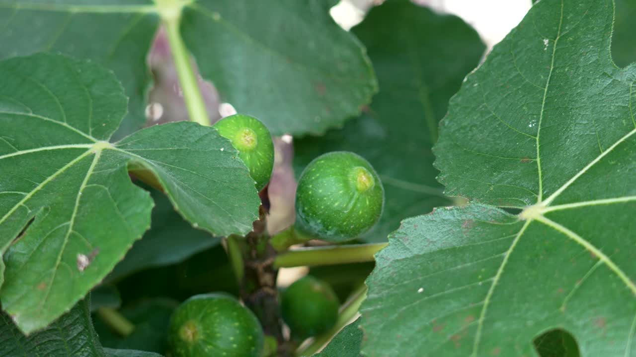 花园中正在生长的无花果植物的嫩绿果实与大而多汁的叶子接近视频素材