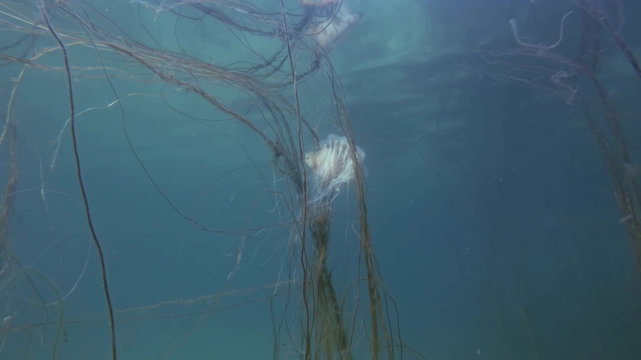 狮子鬃水母的触须被浅水的褐藻海丝缠住视频下载