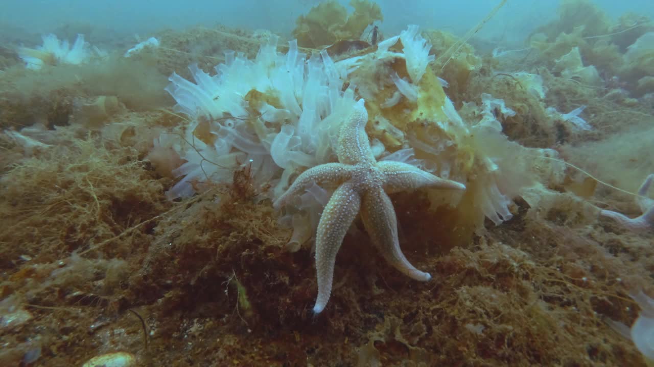 时间流逝，海星吃海鞘群落在海底覆盖的藻类视频下载