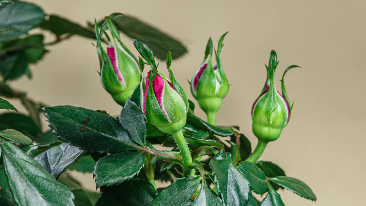 粉红色玫瑰植物盛开的花在时间推移在奶油黄色的背景。很少花开放的蓓蕾和移动的花瓣在时间的流逝视频下载