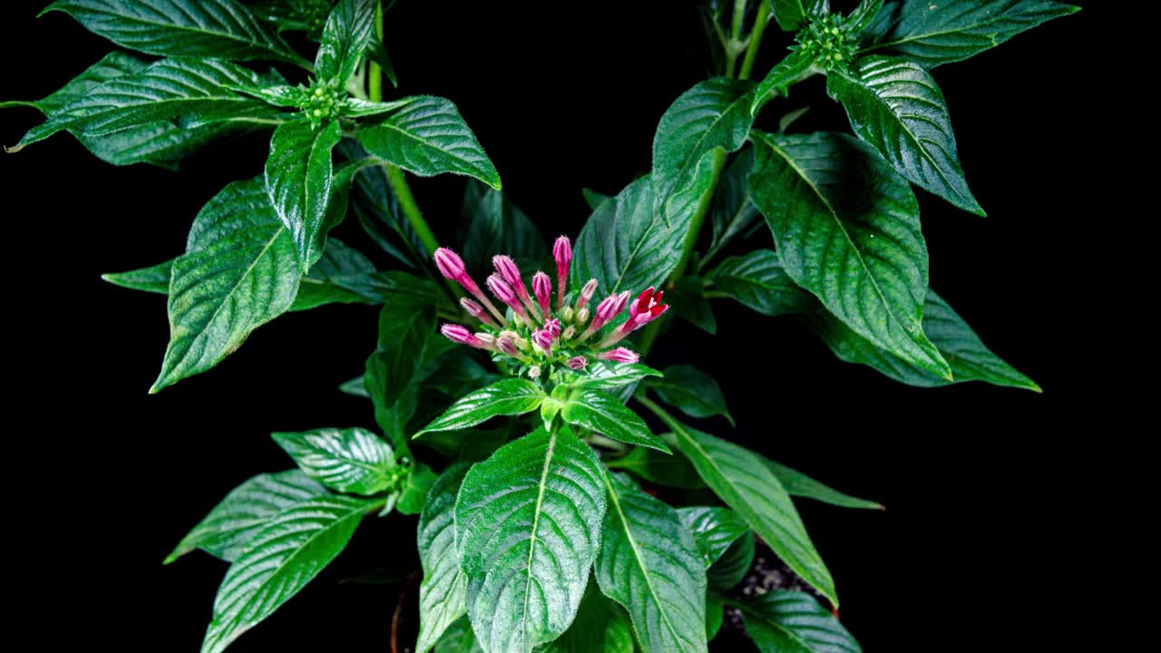 茜草科开花植物五绵或埃及星团种。红色的花盛开的时间推移在黑色的背景和枯萎快视频下载