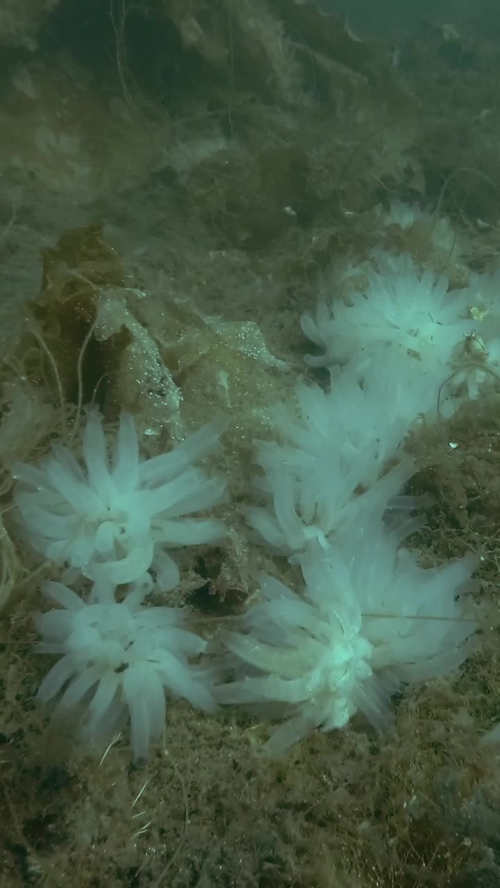 海鞘群透明的海鞘，生长在被褐藻和海带覆盖的海床上视频素材