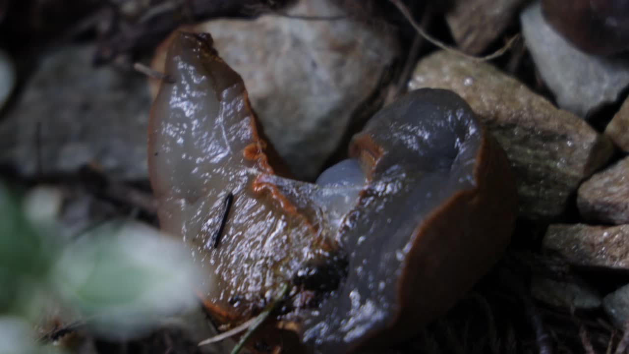 一只西班牙蛞蝓坐在花园的草地上视频素材