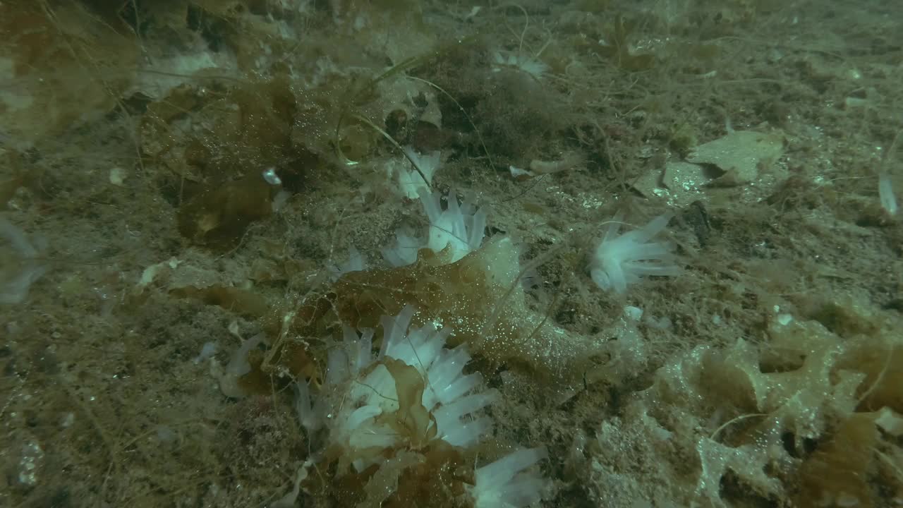 海鞘群透明的海鞘，生长在被褐藻和海带覆盖的海床上视频素材