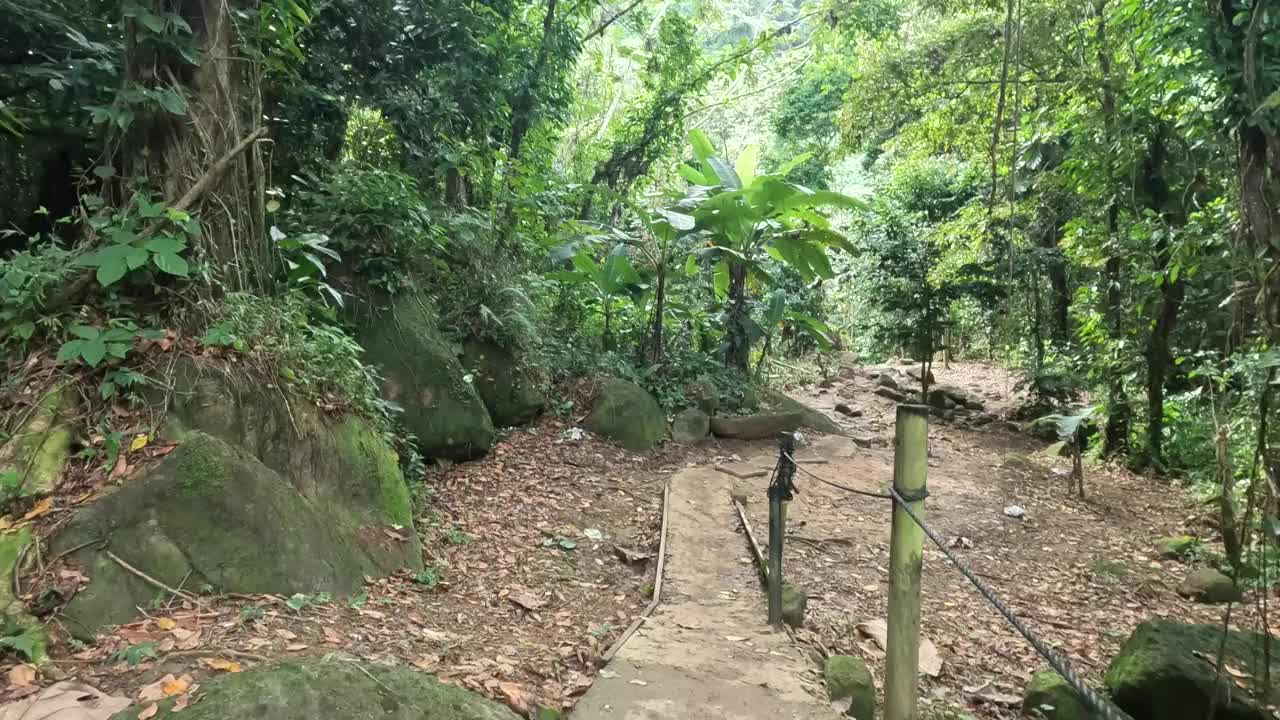 漫步在茂密丛林中的小路上热带雨林(波多黎各el yunque自然保护区公园)绿色植物植被自然探险生态旅游生态旅游香蕉叶棕榈树徒步旅行视频素材