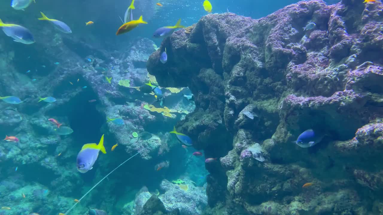 水族馆视频下载