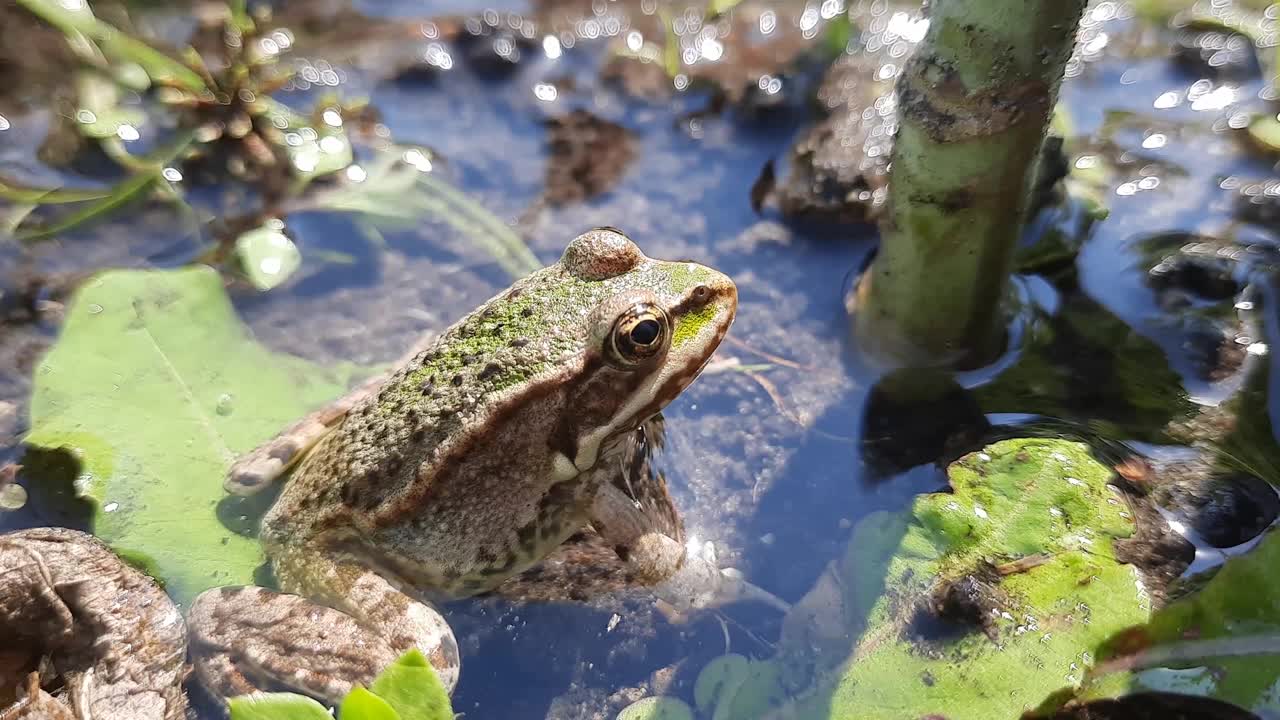 癞蛤蟆坐在水里晒日光浴视频素材