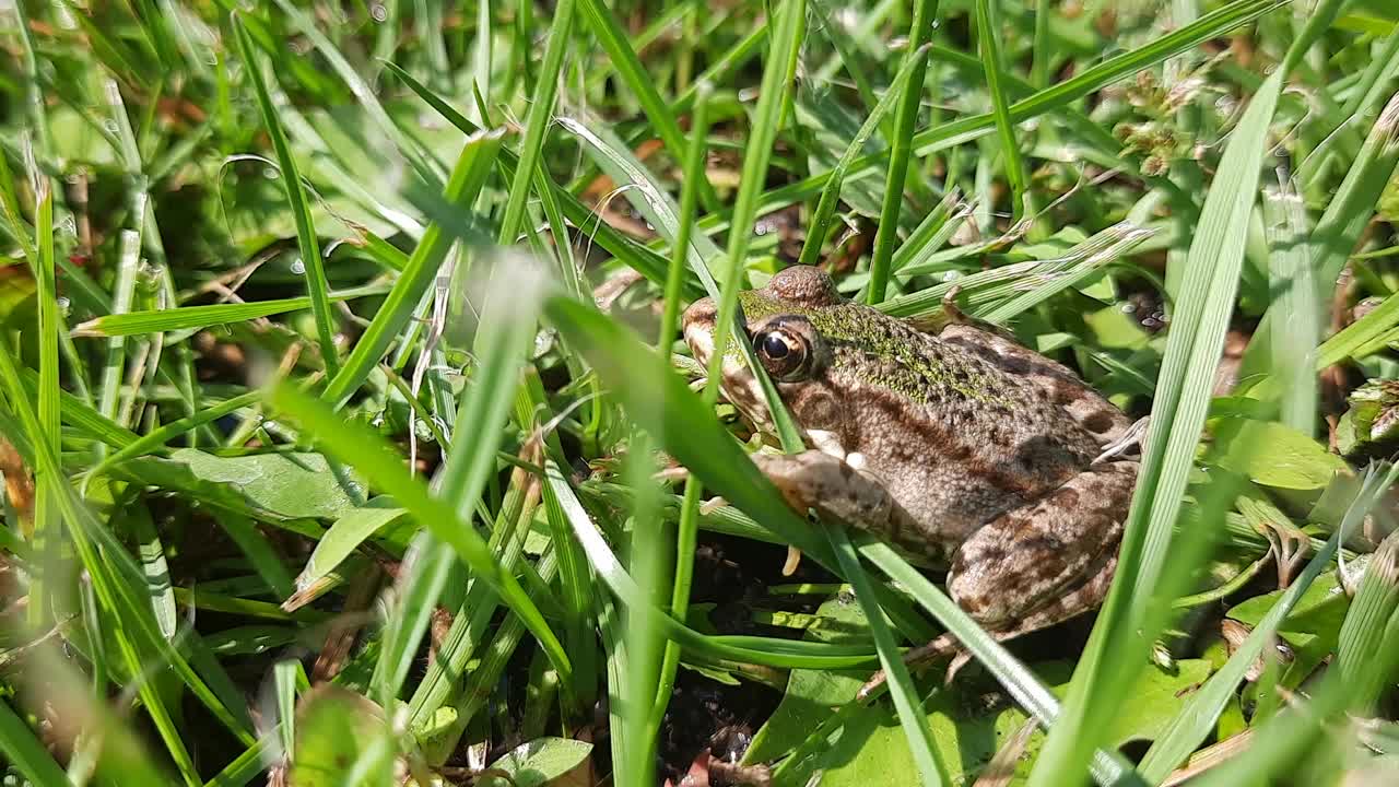 癞蛤蟆坐在水里晒日光浴视频素材