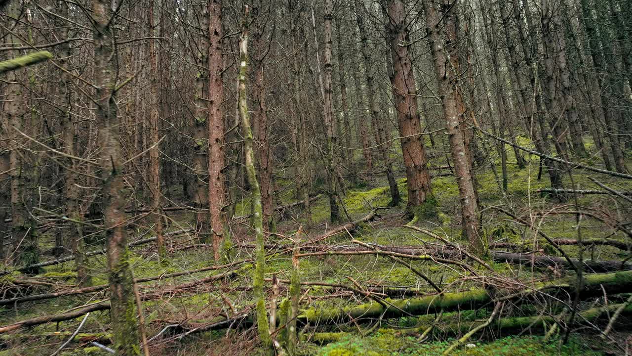 无人机拍摄的苏格兰草地上的绿色森林。视频素材