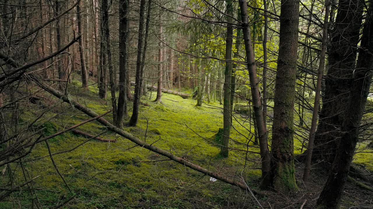 无人机拍摄的苏格兰草地上的绿色森林。视频素材