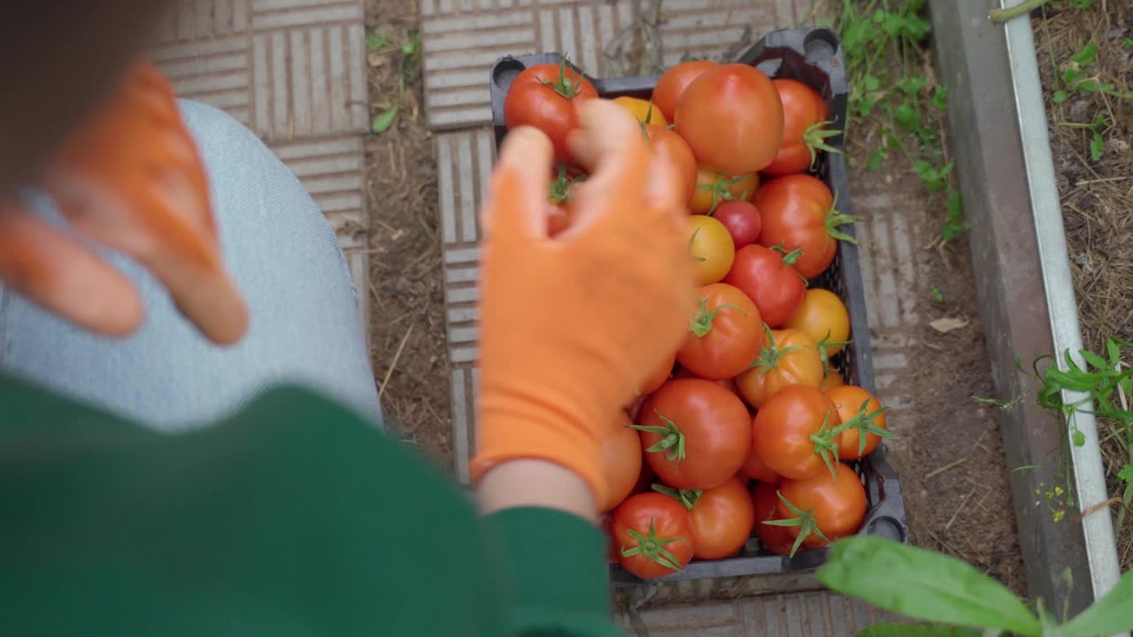 园丁正在检查刚收获的西红柿视频下载