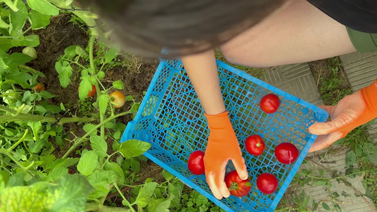 带着橙色手套在花园里收获西红柿视频素材