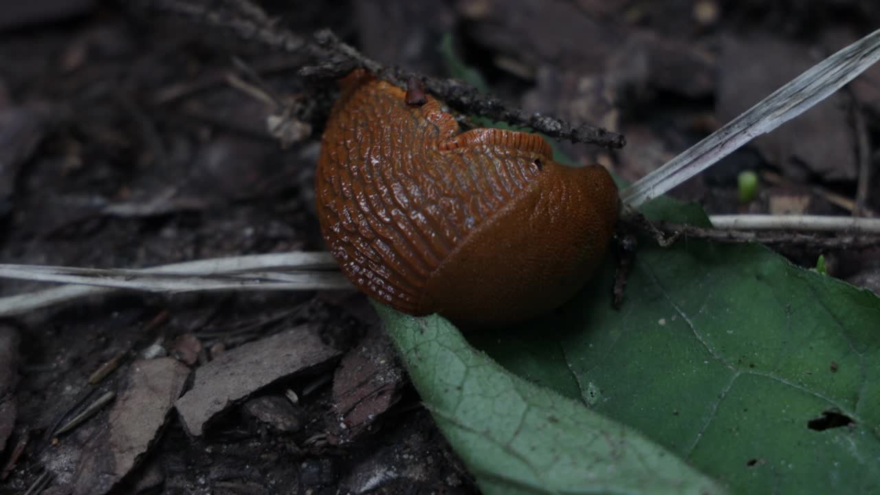 一只西班牙蛞蝓坐在花园的草地上视频素材