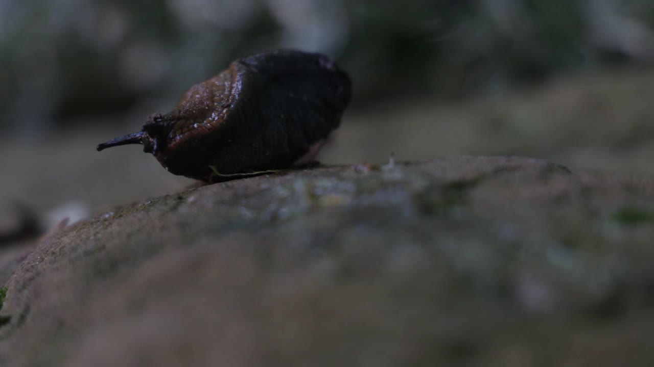 西班牙蛞蝓爬上花园小径视频素材