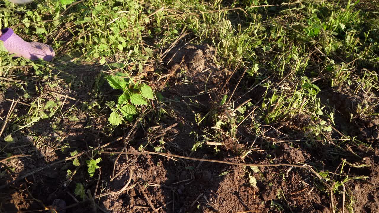 清除杂草。在花园里挖土。铲子挖洞。视频下载