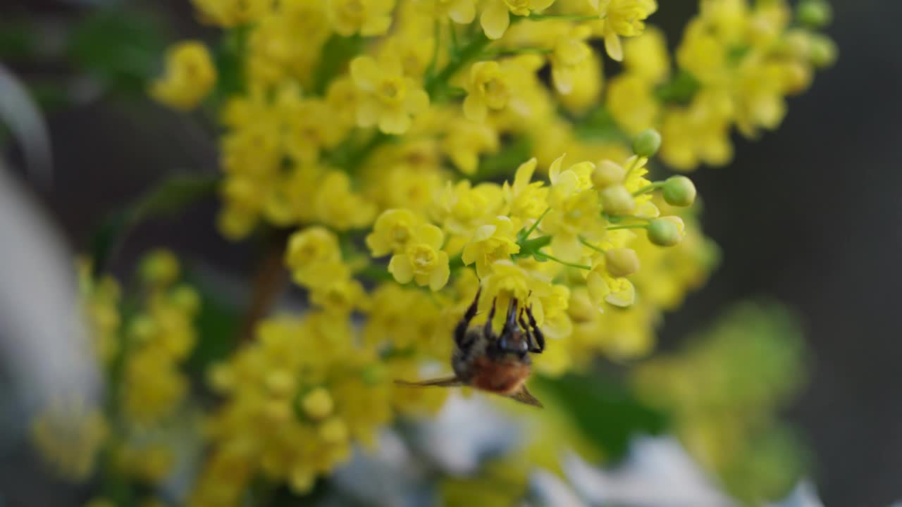 蜜蜂为黄花菊授粉视频下载