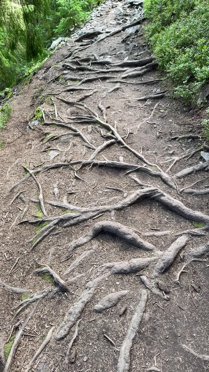 镜头沿着一条露出树根的小径向前移动视频下载