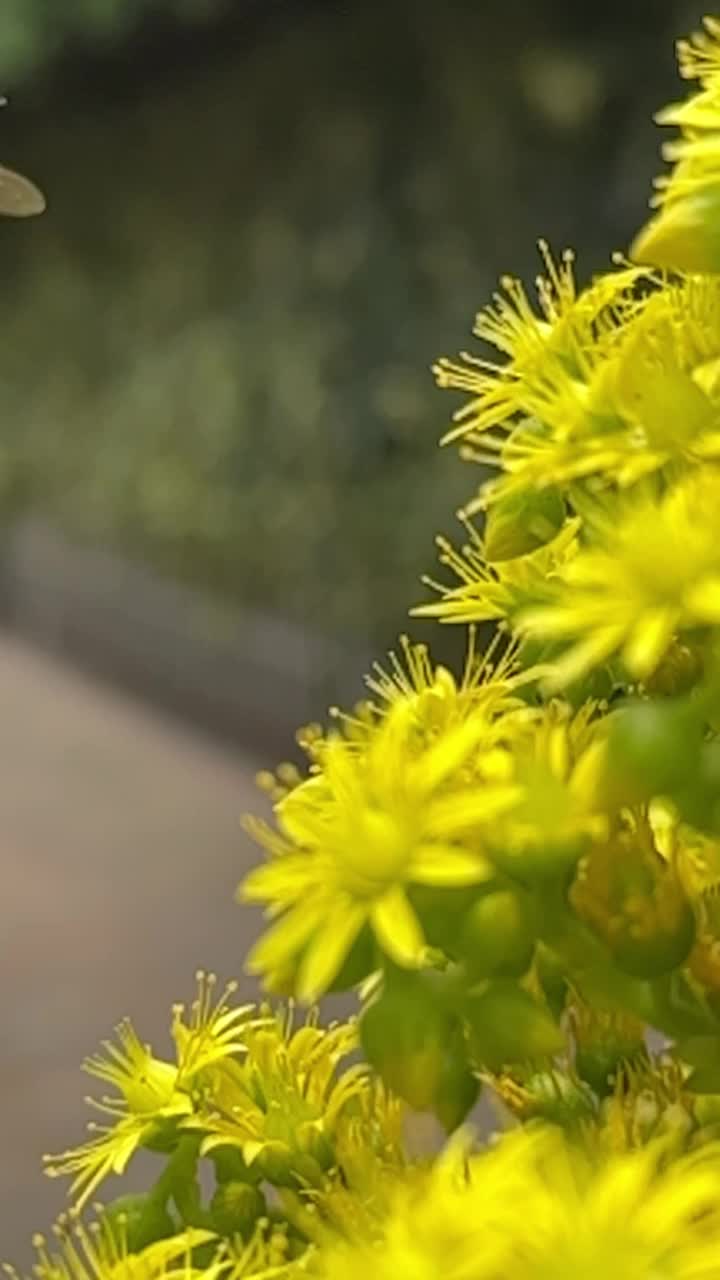 蜜蜂在花上视频素材