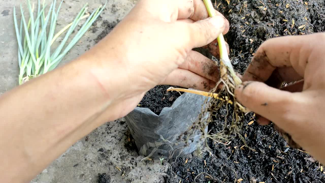 韭菜栽培-繁殖韭菜视频下载