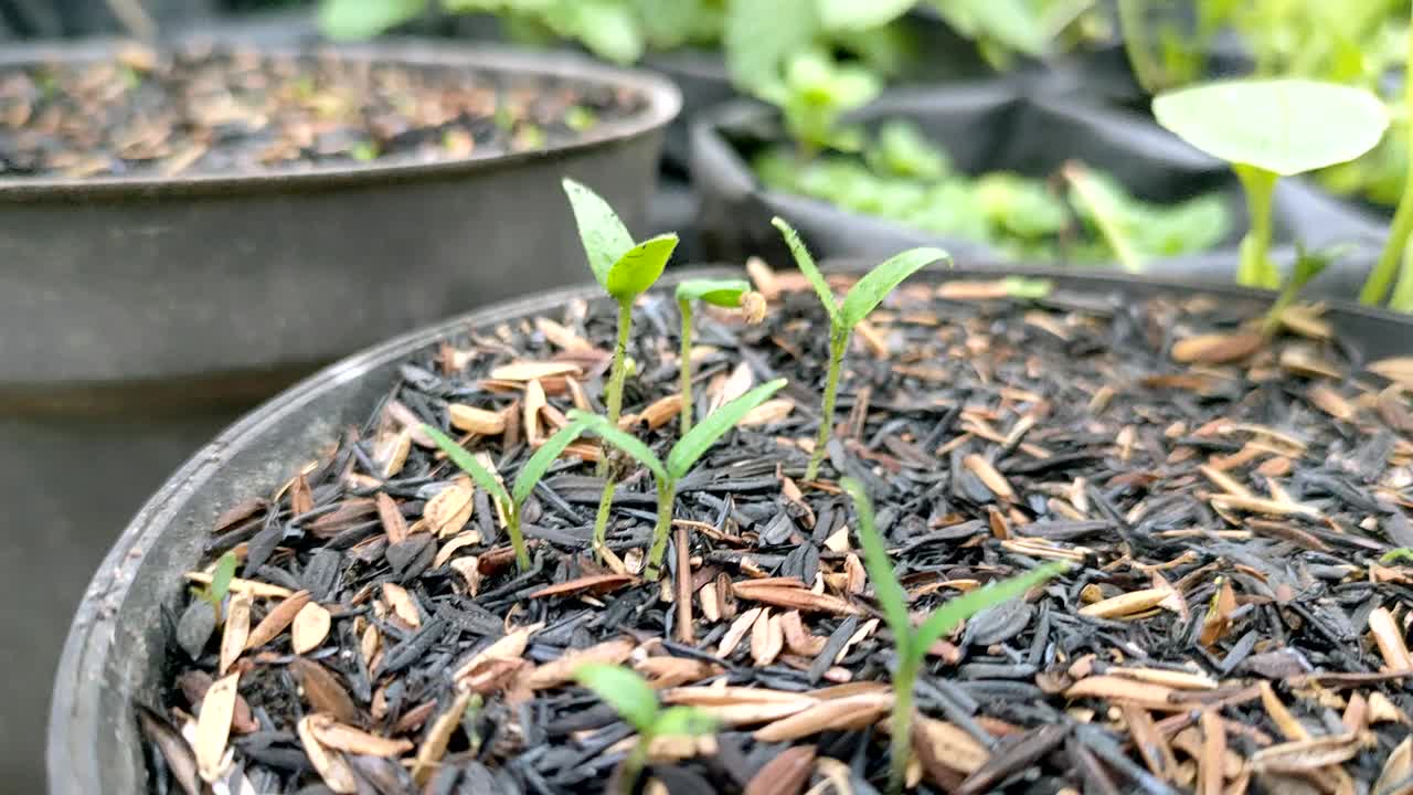 植物种子发芽视频素材