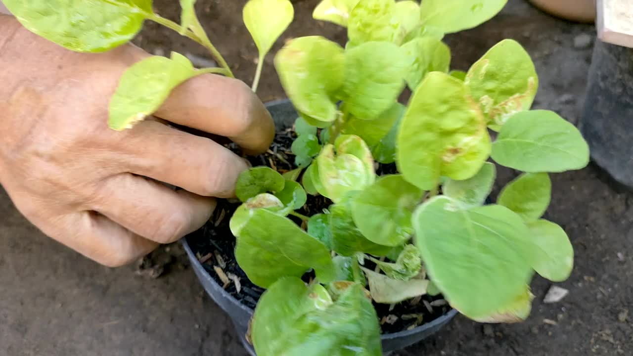 在塑料盆里种植茄子视频下载