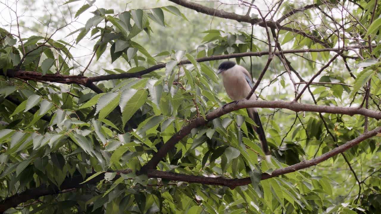 喜鹊坐在树枝上/韩国视频素材