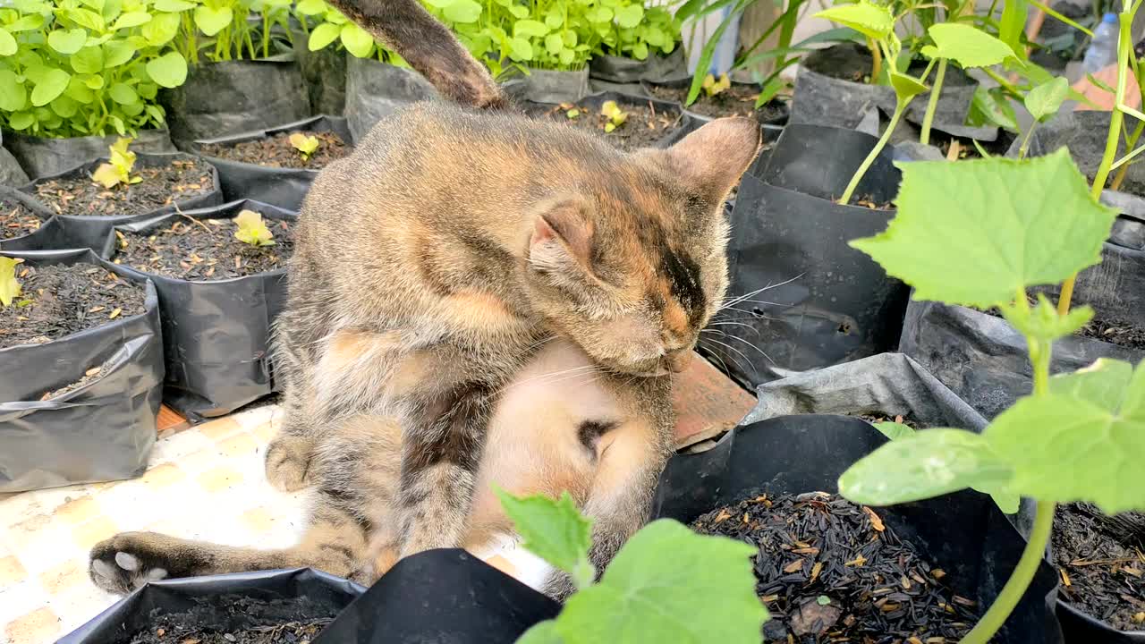 猫在花园里梳理毛发视频下载